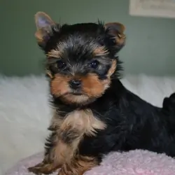 Beautiful Teacup Yorkie Puppies