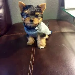 Healthy Teacup Yorkie Puppies