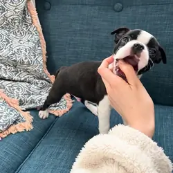 Boston terrier