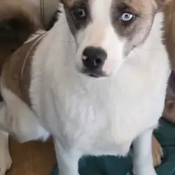 Special needs Aussie mix
