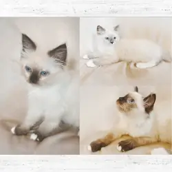 Ragdoll Kittens
