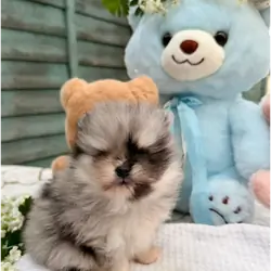 Adorable Pomeranian Puppies – 1 Boy & 1 Girl Avail