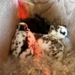 Minirex bunnies