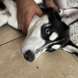 Husky Puppy
