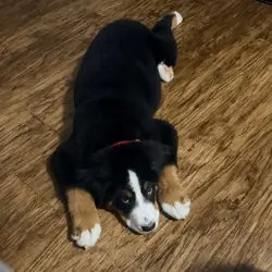 Bernese mountain dog