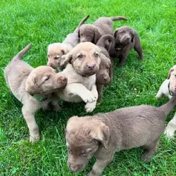 Chesapeake Bay Retriever puppies available