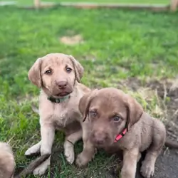 Bay Retriever