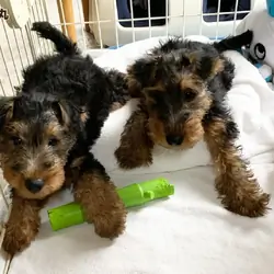 Welsh Terrier