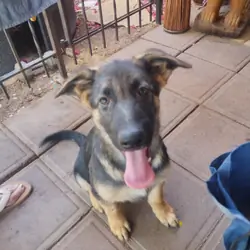 13 week male German shepherd puppy