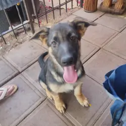 German shepherd male puppy