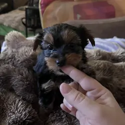 Yorkie puppy- male