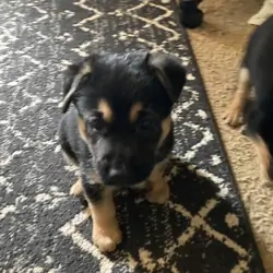 German shepherd mix puppies