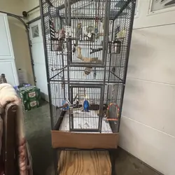 Indian RingNecks