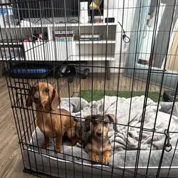 Miniature Dashound puppies