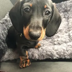 AKC dachshund puppies