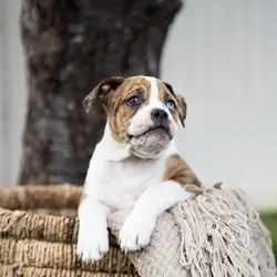 Olde English Bulldogge