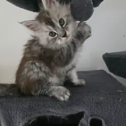 MAINE COON KITTENS READY FOR THEIR NEW HOMES