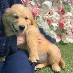 BEAUTIFUL GOLDEN RETRIEVERS READY FOR THEIR HOME
