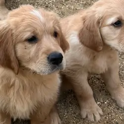 GOLDEN RETRIEVERS READY FOR THEIR HOME