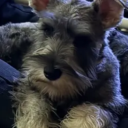 Miniature Schnauzer