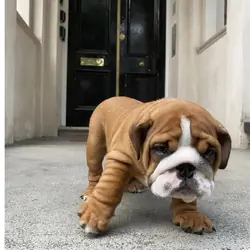 Awesome English Bulldog puppies available
