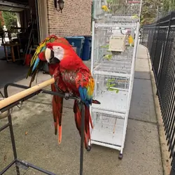 Macaw Pair