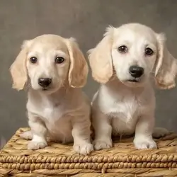 MINIATURE DACHSHUNDS READY TO GO!!!