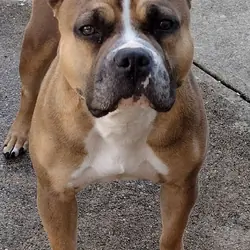 Female American bully