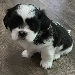 Shih Tzu