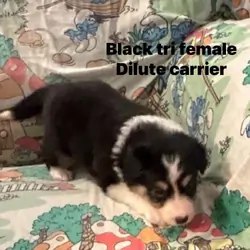 Border collies