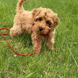 Cockapoo Rescue Needed 🚨🐾