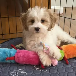 Cavapoo Rescue Needed 🚨🐾