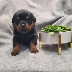 Rottweiler Puppies