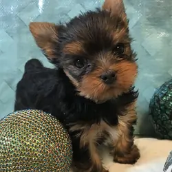Lovely Teacup Yorkie Puppy