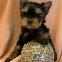 Tiny Cute Teacup Yorkie Puppies