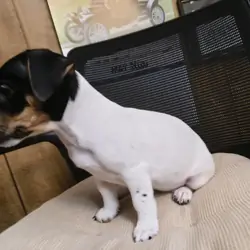 Jack Russell puppies