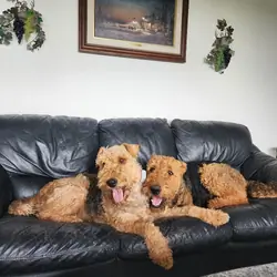 Airedale Terrier AKC REGISTERED 8 week old puppies