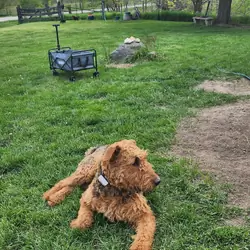 Male Airedale terrier stud