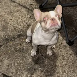 Frenchie