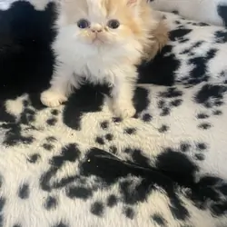 Persian kittens