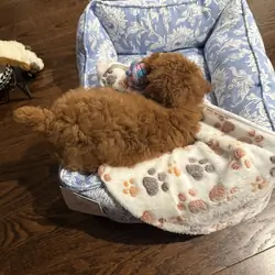 Miniature Poodle Dog