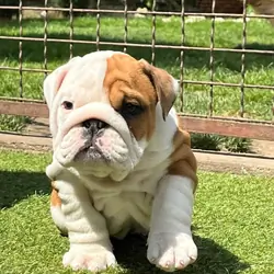 English Bulldog puppies