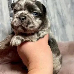 Frenchie puppies