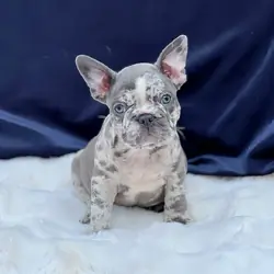 French bulldog puppies