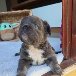 Puppies for home