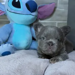 French puppy