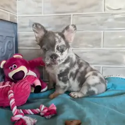 Frenchie home