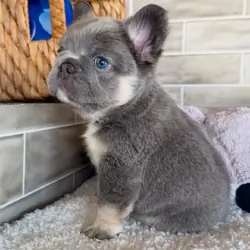 Frenchie liter's