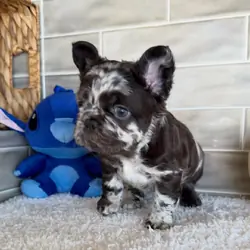 Puppies for home 🏡