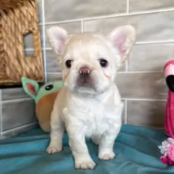 Frenchies puppies